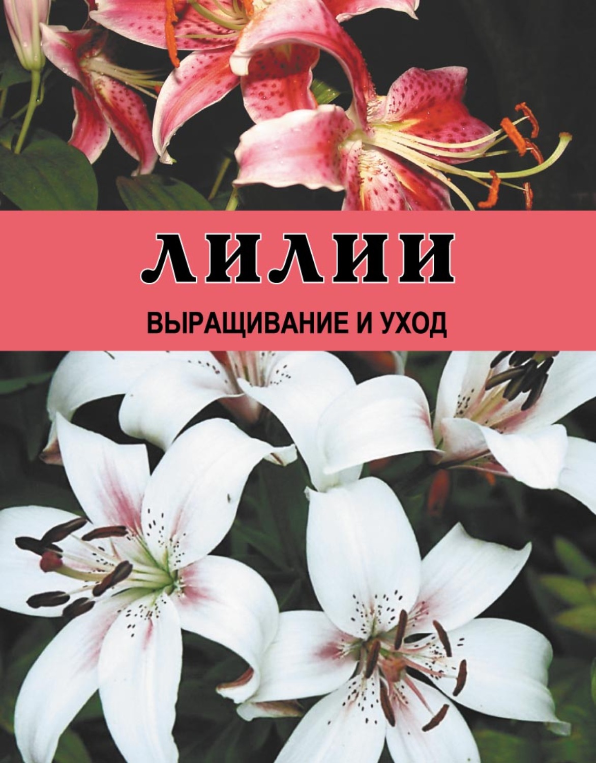 Лилия книга. Книга лилии.