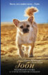 Гоби – маленькая собака с очень большим сердцем