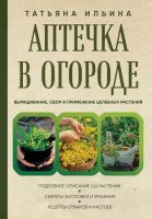 Аптечка в огороде. Выращивание